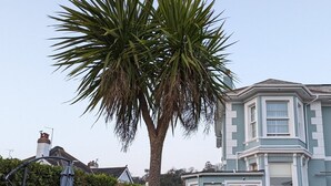 A Victorian-style house with a bay window, a wooden fence, and a palm tree in the foreground. - Villa Marina (Torquay)