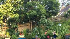 Un patio al aire libre con una mesa redonda de vidrio y sillas, rodeado de plantas en macetas y una pared azul.