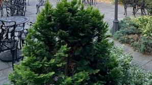 A courtyard with outdoor seating, brick buildings, and a small tree. - The New Chichester Hotel (Wickford)