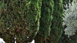 A pathway lined with tall, slender trees and a bench. - Podere Bellavista (San Gimignano)