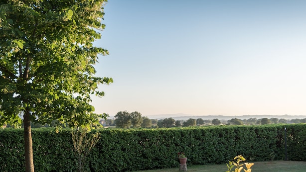 Un jardín bien cuidado con seto, un árbol y un parterre de flores.