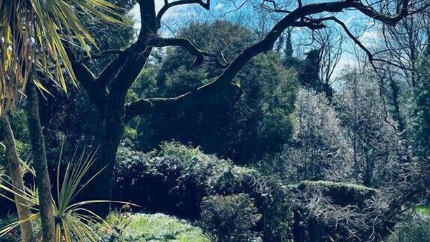 Un sendero que atraviesa un jardín con un árbol grande y varios arbustos.