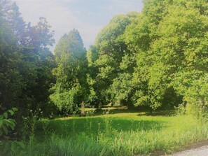 Un paisaje verde exuberante con árboles frondosos y una zona cubierta de hierba.