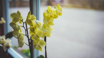 A close-up of yellow orchids in a window.