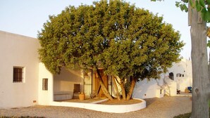 Une cour avec un grand arbre, un bâtiment blanc et un petit espace jardin.