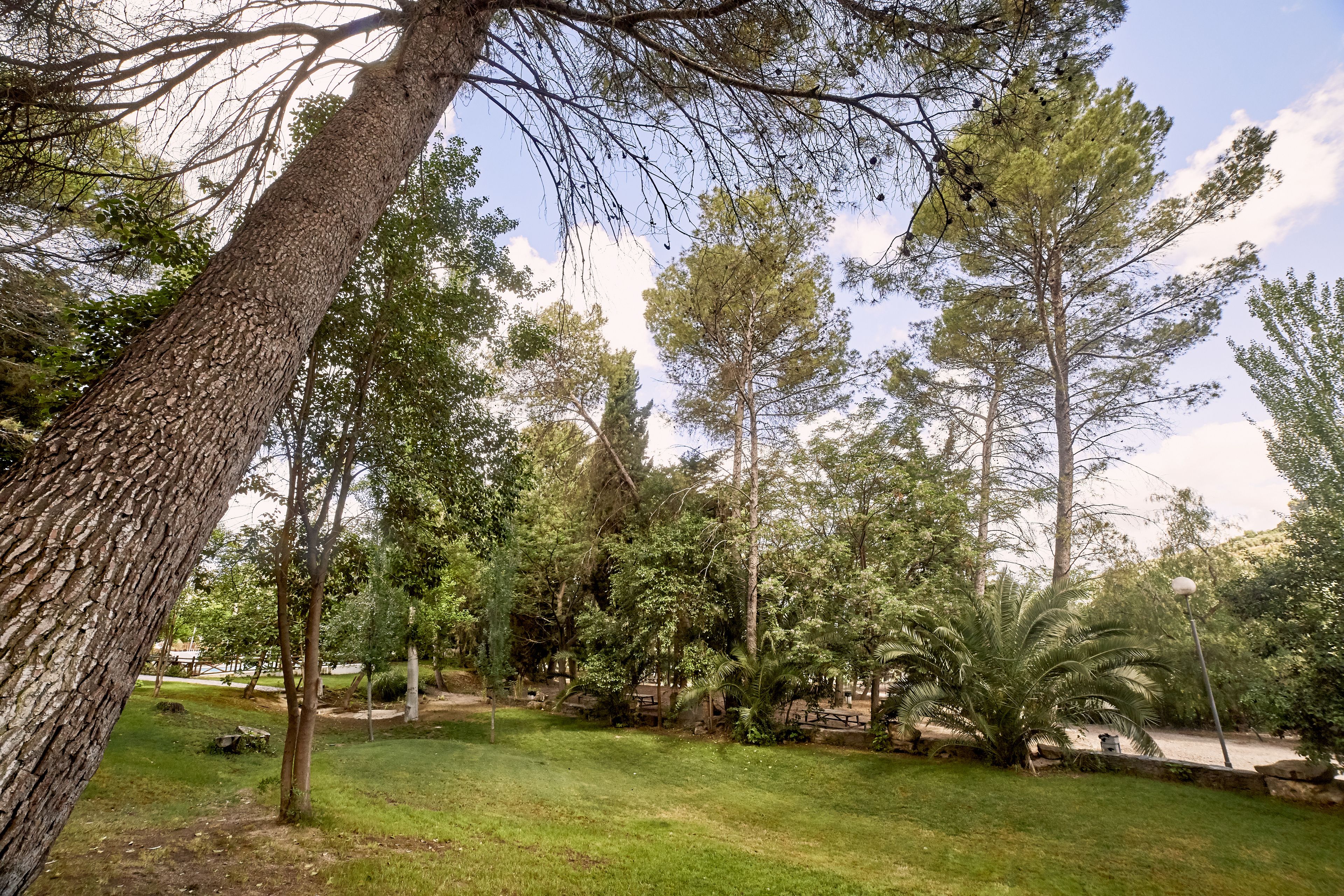 Un parque con varios árboles, una zona de césped y un muro de piedra.