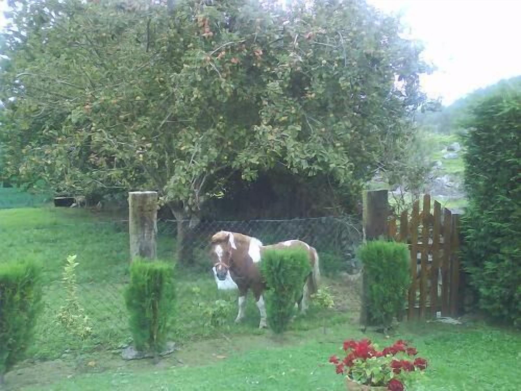 Paard in een omheind buitengebied met groen en een houten hek.