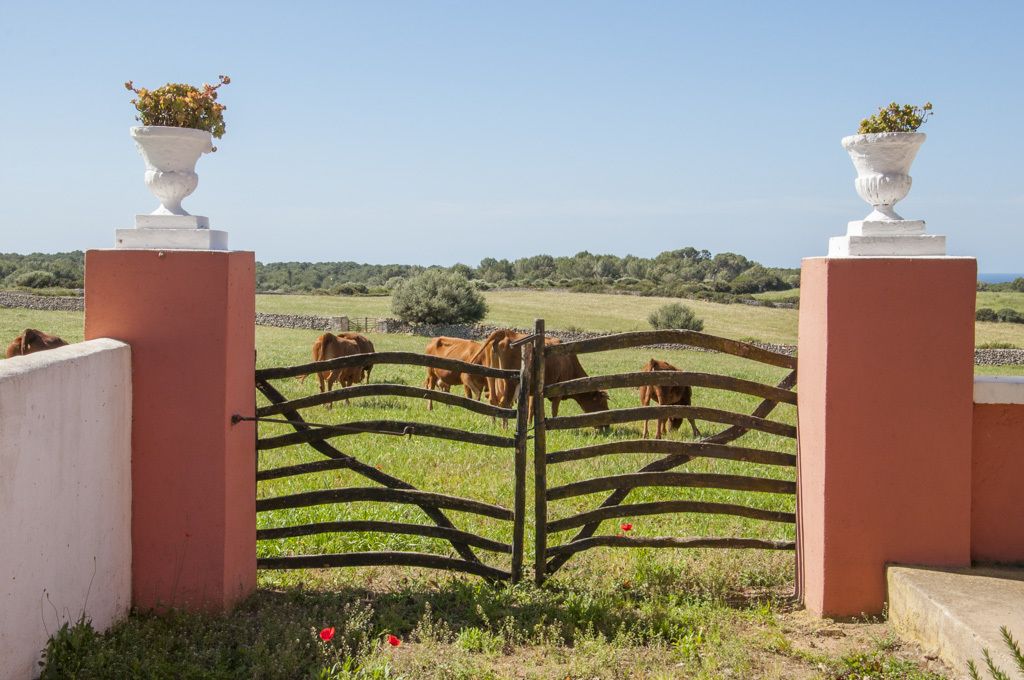 A rural landscape with a gate leading to a field of grazing cows.