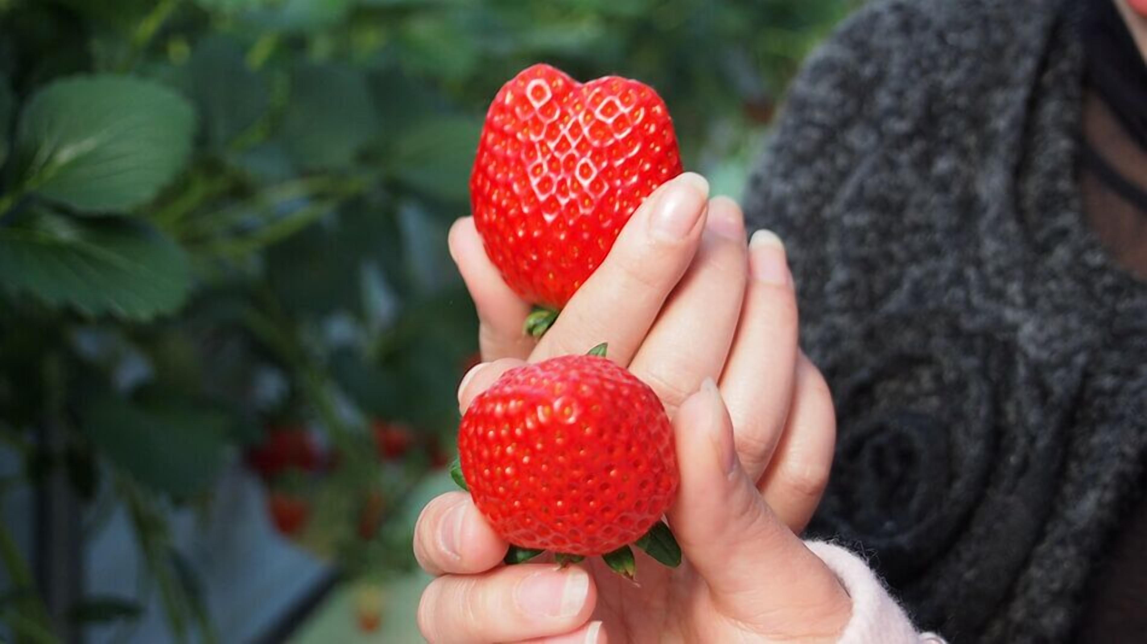 A person holding two strawberries.