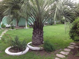 Un jardín con una palmera, un sendero y un césped verde.