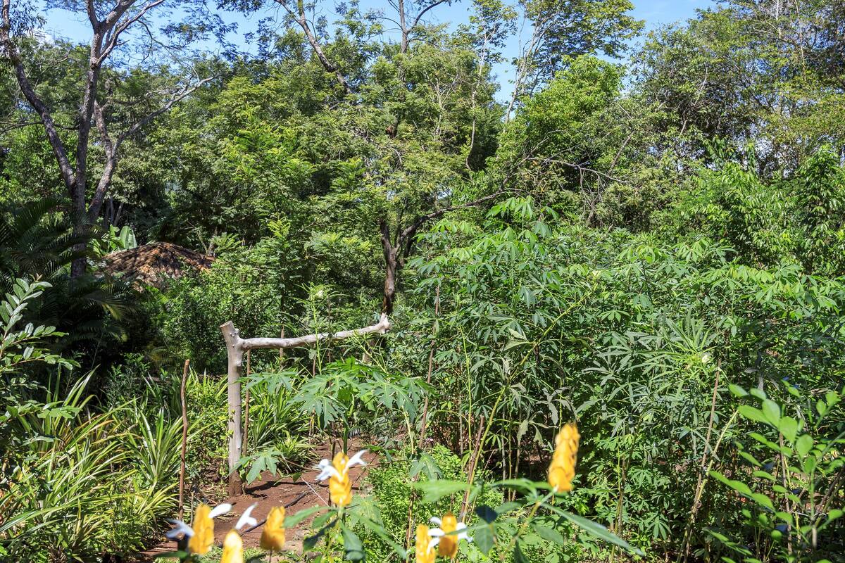 Paisagem natural com vegetação densa e árvores.