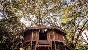 Una casa en árbol de madera con una escalera que conduce a ella, rodeada de árboles.