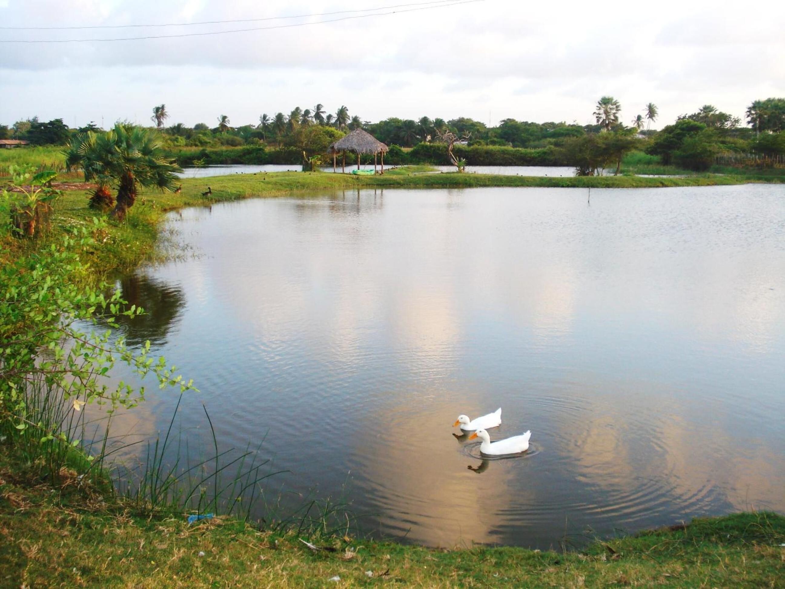 A calm pond with two swans swimming, surrounded by lush greenery and a thatched-roof hut in the background.