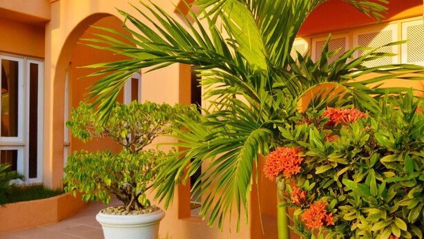 A well-maintained garden with a palm tree and flowering shrubs in front of a building with arches and a tiled floor. - Hotel Terra do Sol (Aracaju)
