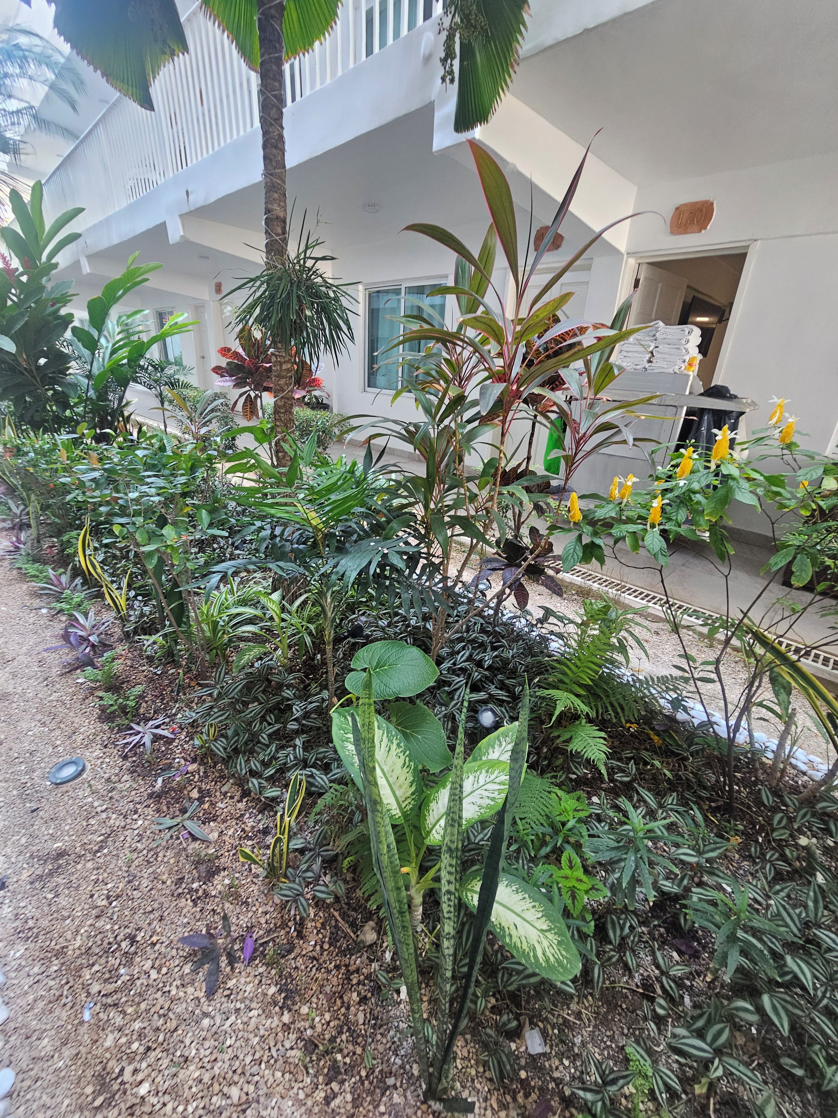 Un espace jardin agrémenté de diverses plantes, avec un bâtiment blanc en arrière-plan.