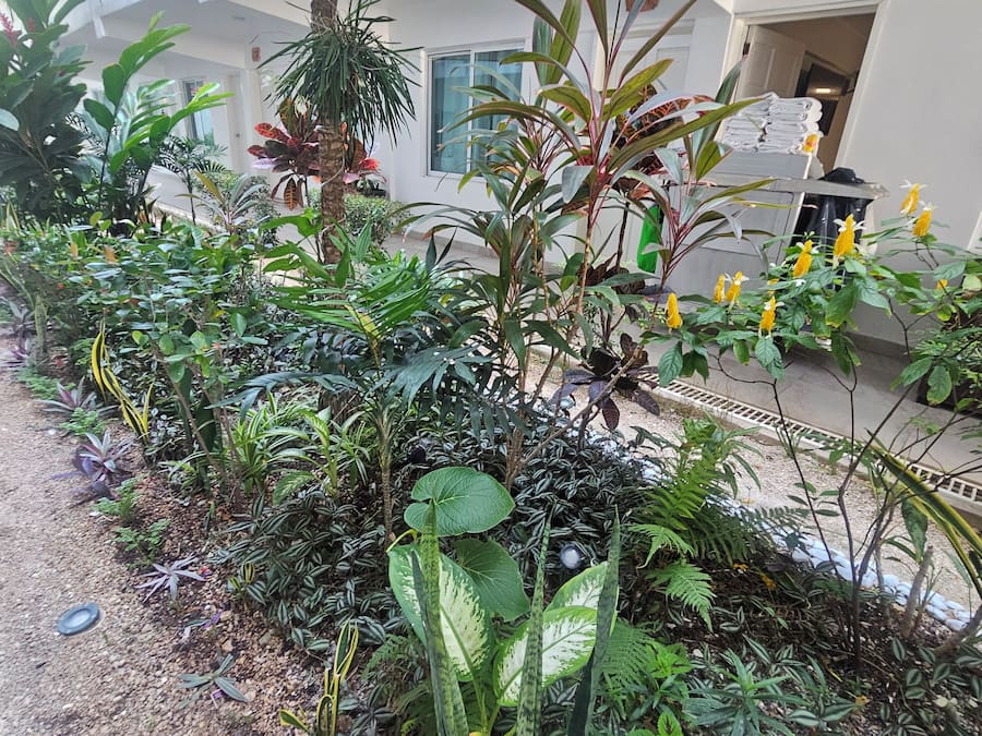 Un giardino curato con diverse piante e un edificio bianco sullo sfondo.