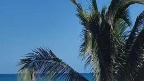 A beach with a palm tree and a white railing. - Azucar Hotel Tulum    (Tulum)