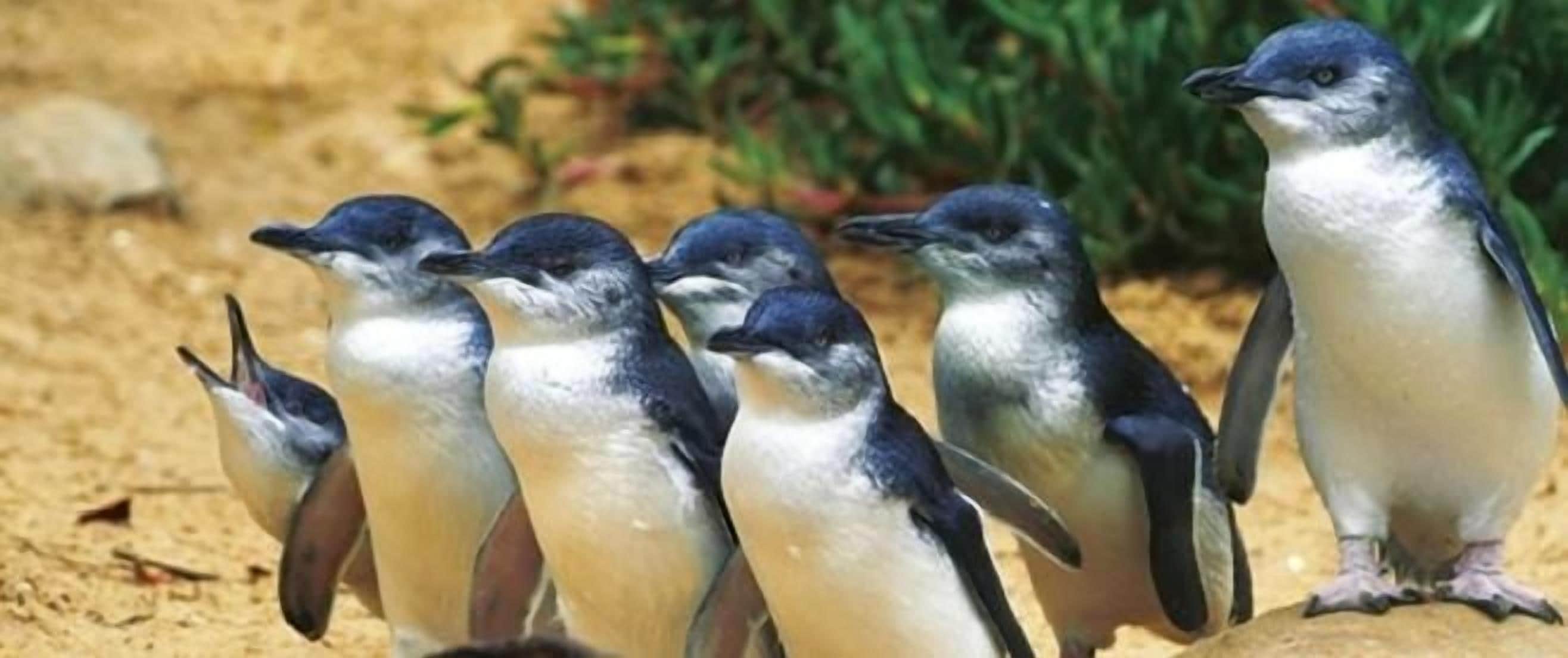 A group of penguins standing on a sandy surface with greenery in the background.