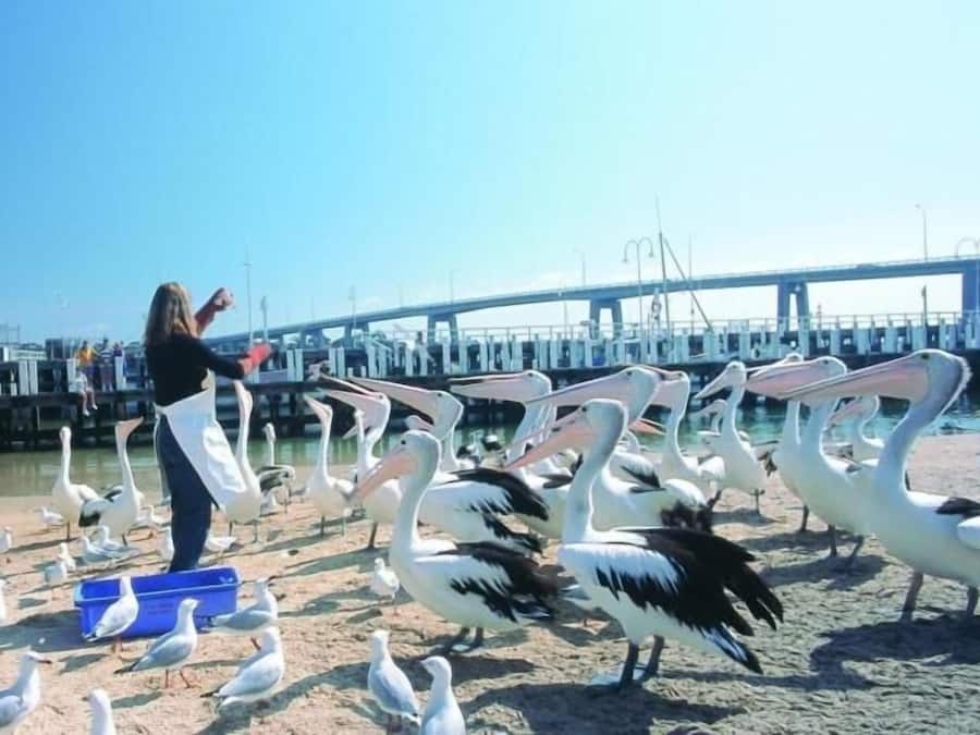 Una persona alimentando pelícanos y gaviotas a la orilla del agua, con un puente al fondo.