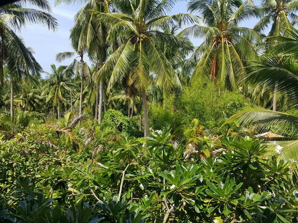 A lush tropical landscape with tall palm trees and dense foliage. - Maenam Hills Samui (Koh Samui)