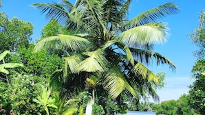 Piscina cercada por vegetação exuberante e um corpo de água.