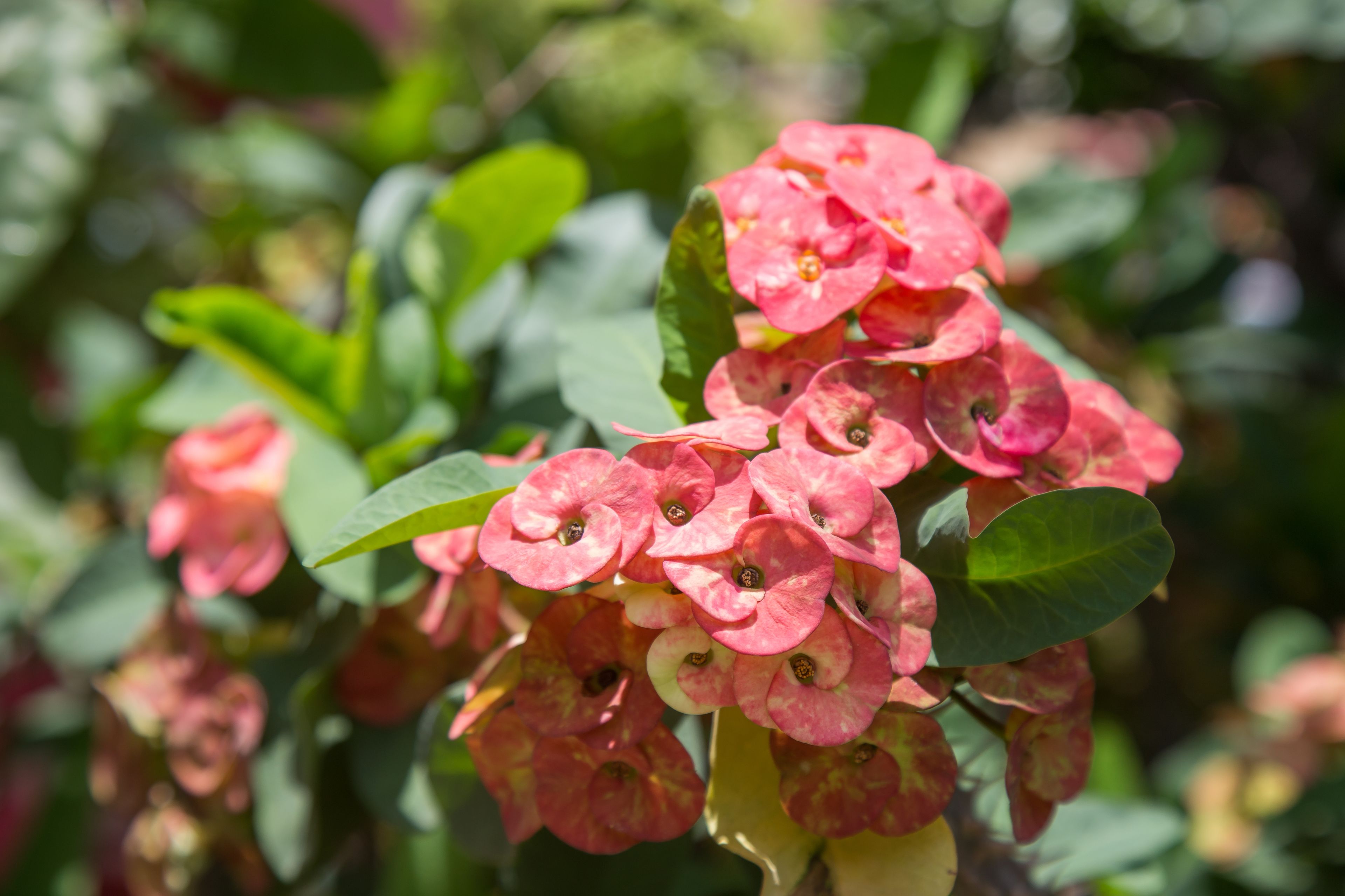 Eine Gruppe rosa Blüten mit grünen Blättern.