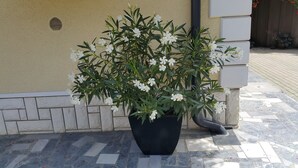 A potted white flowering plant with dark green leaves against a beige wall. - Rooms & Apartments Kepic (Cerklje na Gorenjskem)