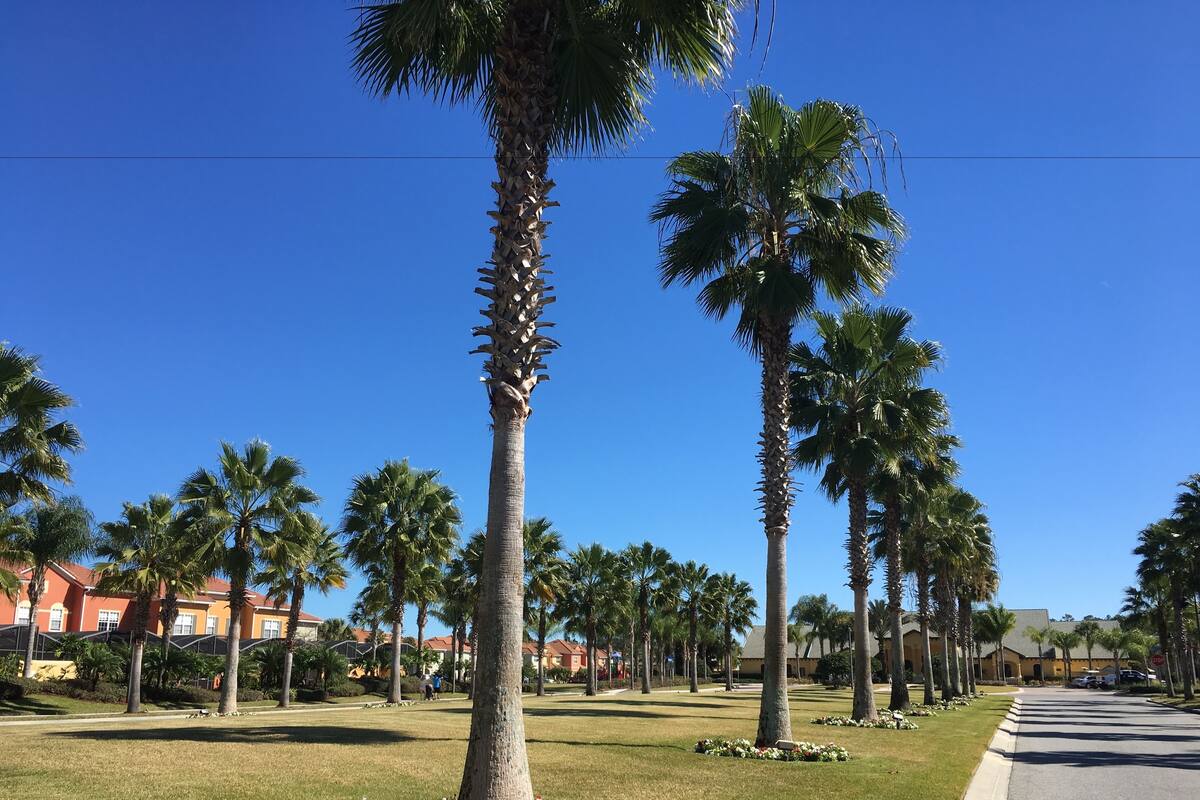 A street lined with palm trees and a clear blue sky.
