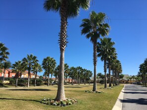 A street lined with palm trees and a clear blue sky.