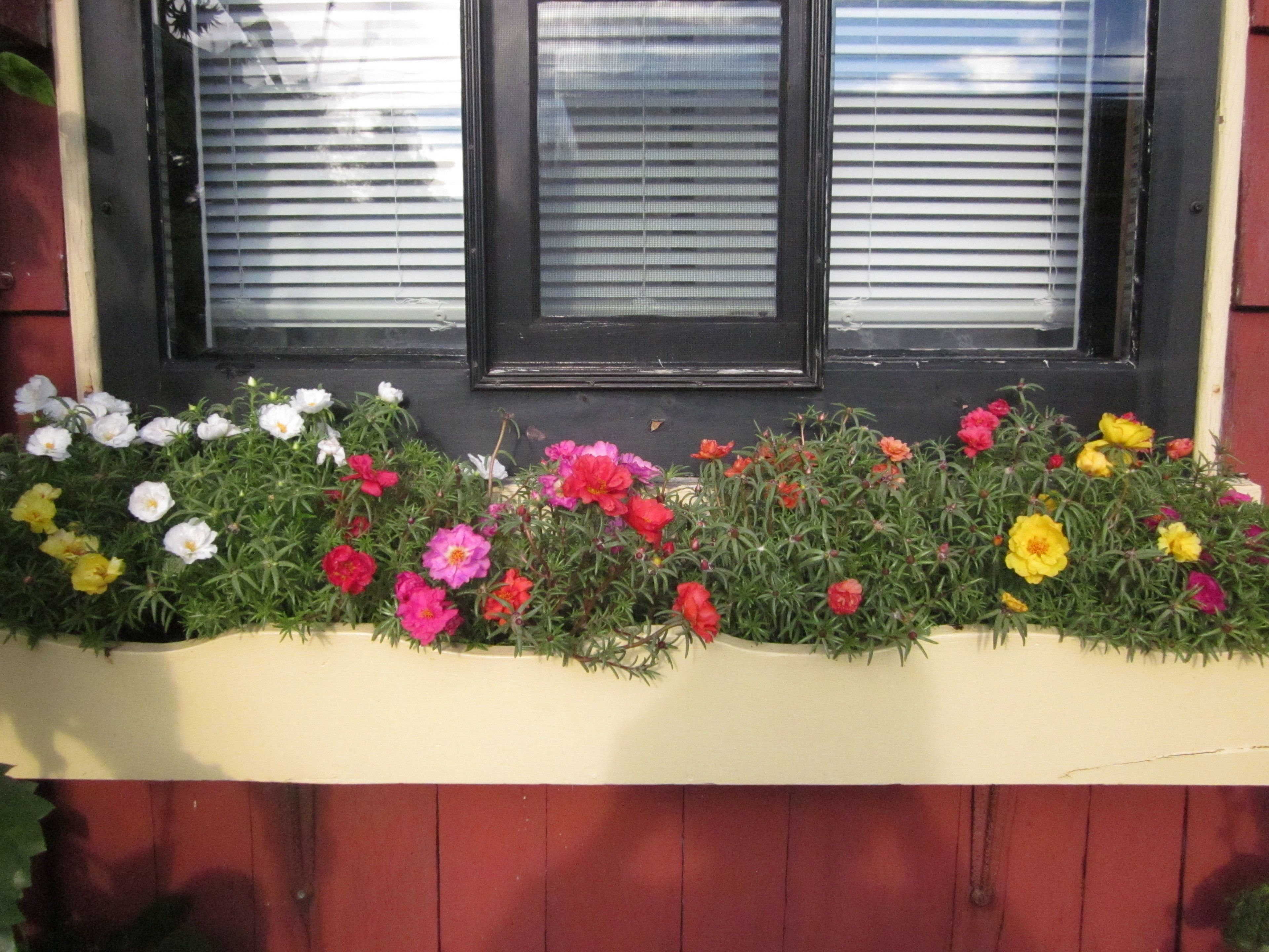 A window with three black frames and a flower box below containing various colorful flowers.