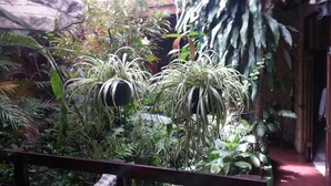 Garden - Charly's Place Hotel (Alajuela)