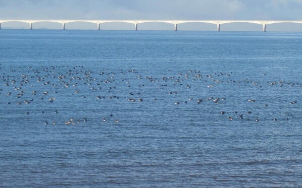 A large body of water with a bridge in the background.