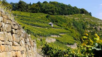 A vineyard with rows of grapevines on a hillside, a stone wall, and a small wooden building.