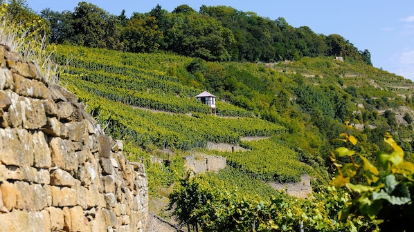 Viñedo con hileras de vides en una colina, un muro de piedra y un pequeño edificio de madera.