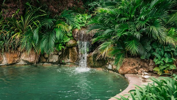 A naturalistic water feature with a cascading waterfall, surrounded by lush tropical foliage. - York Lodge (Harare)