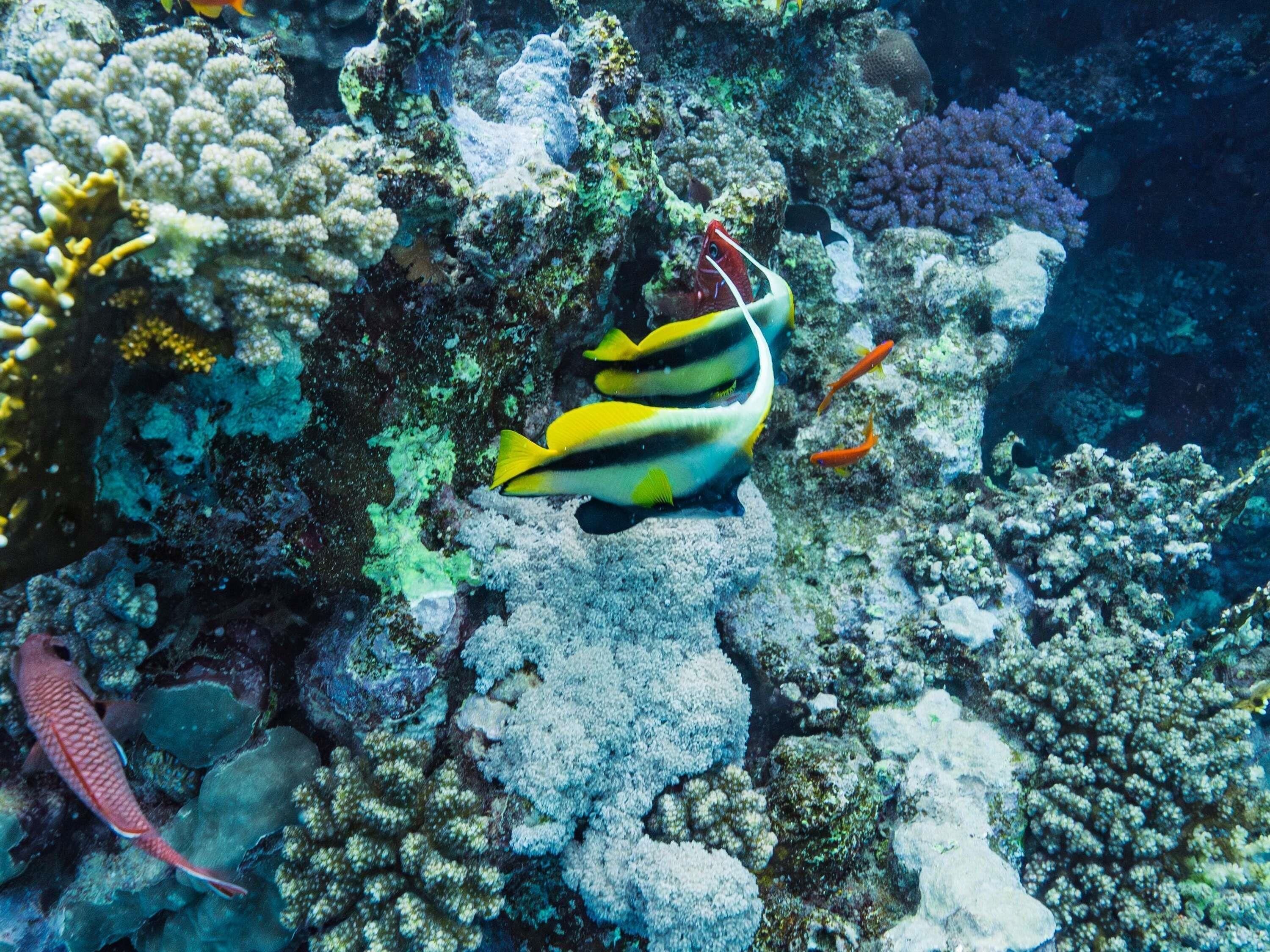 Un récif corallien peuplé de poissons, dont un poisson à rayures jaunes et noires et un poisson rouge.