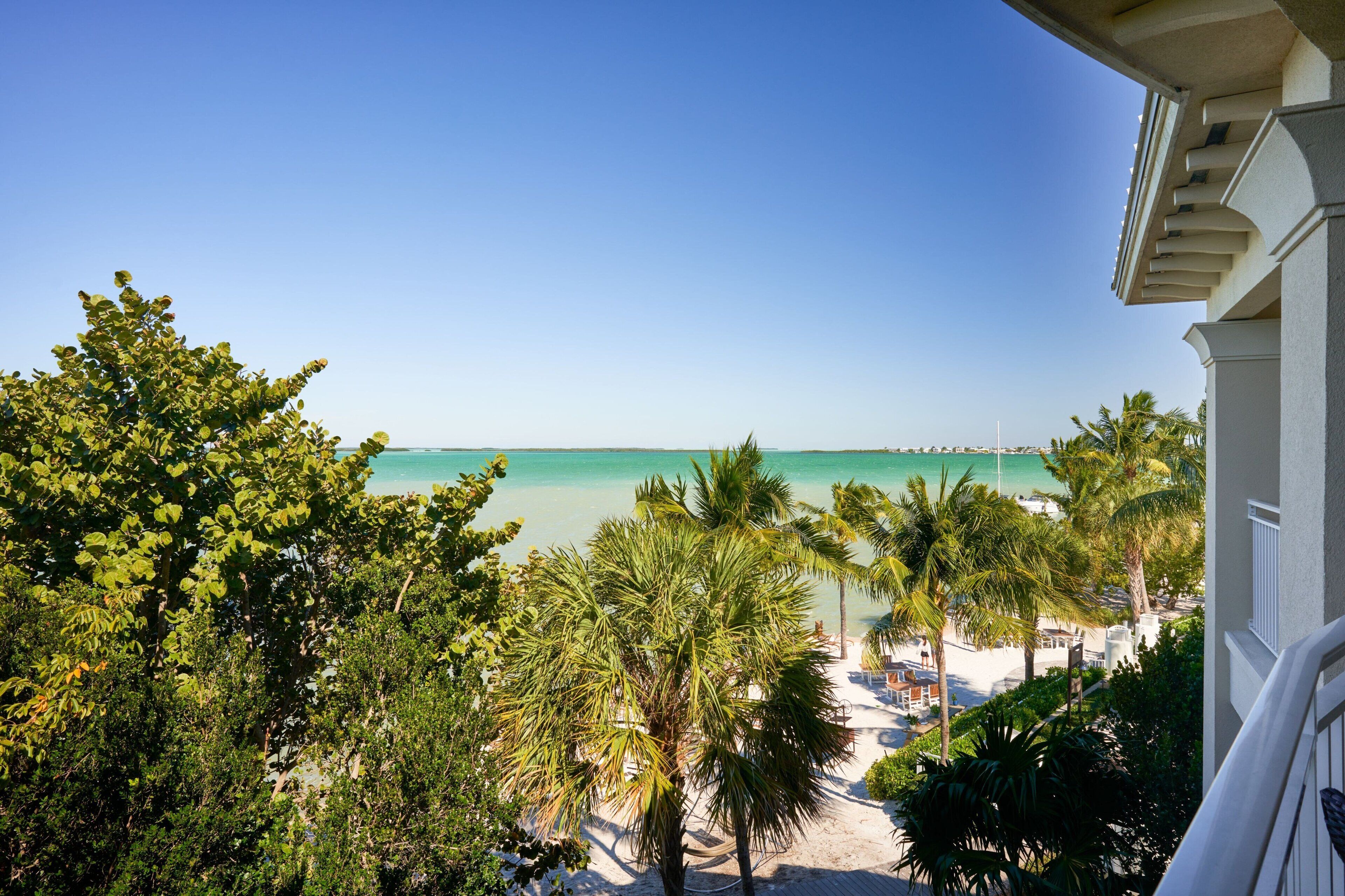 A view of a beach with palm trees and a clear blue sky.