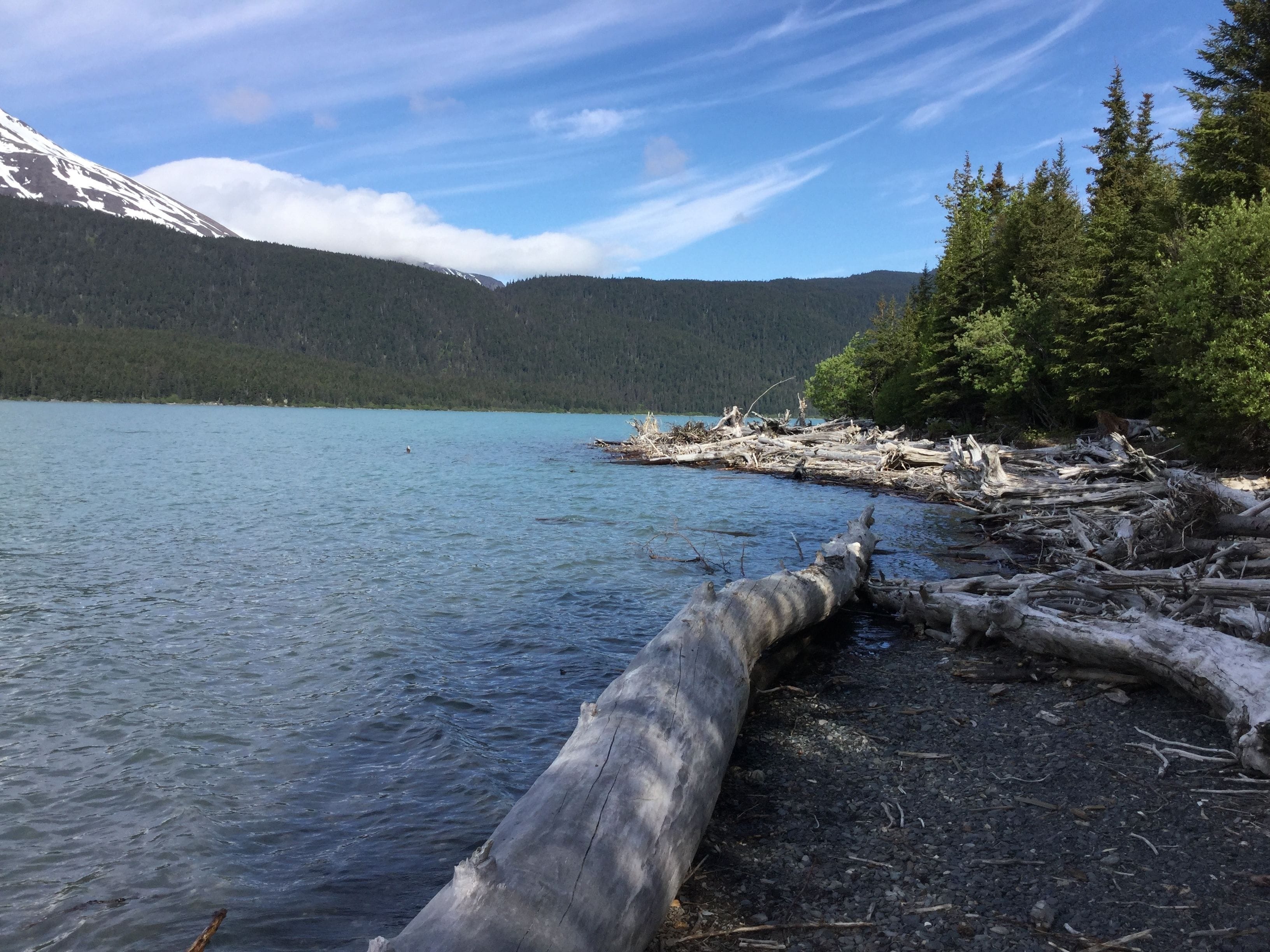 A calm lake with a forested mountain in the background and a fallen tree trunk in the foreground.