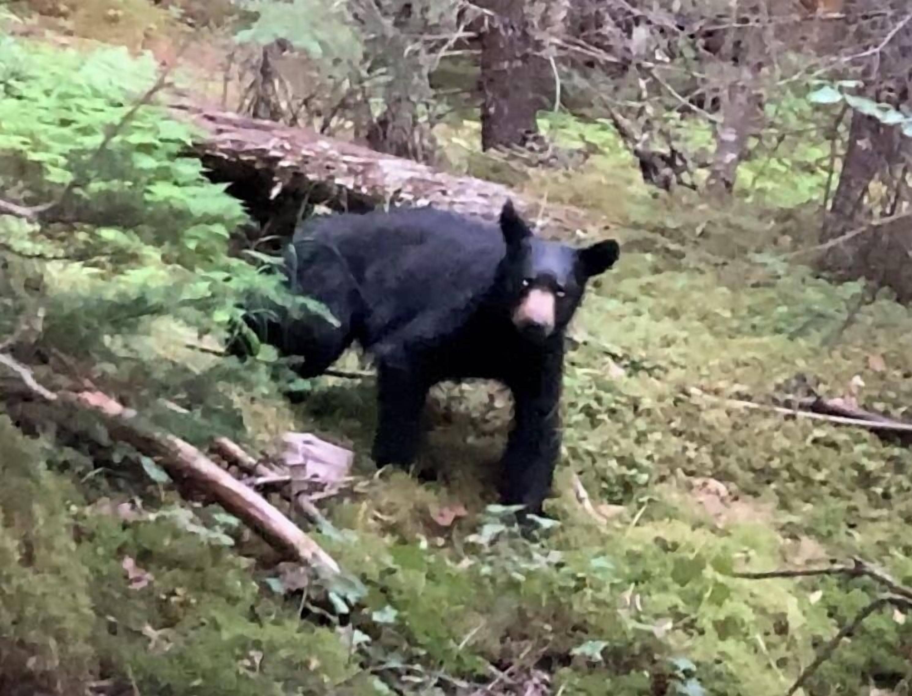A bear in a forested area with dense foliage and a fallen tree.