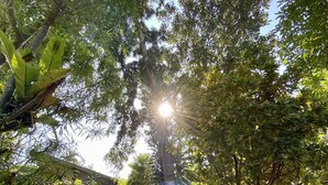 Un jardín con un sendero que conduce a un edificio con amplios ventanales y una escalera.