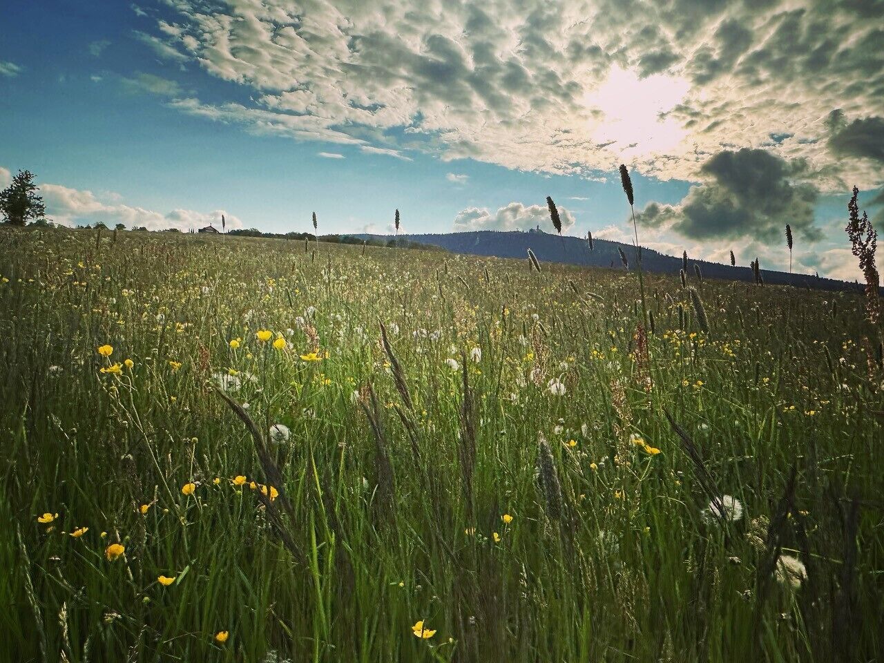 A field with tall grasses and wildflowers under a partly cloudy sky.