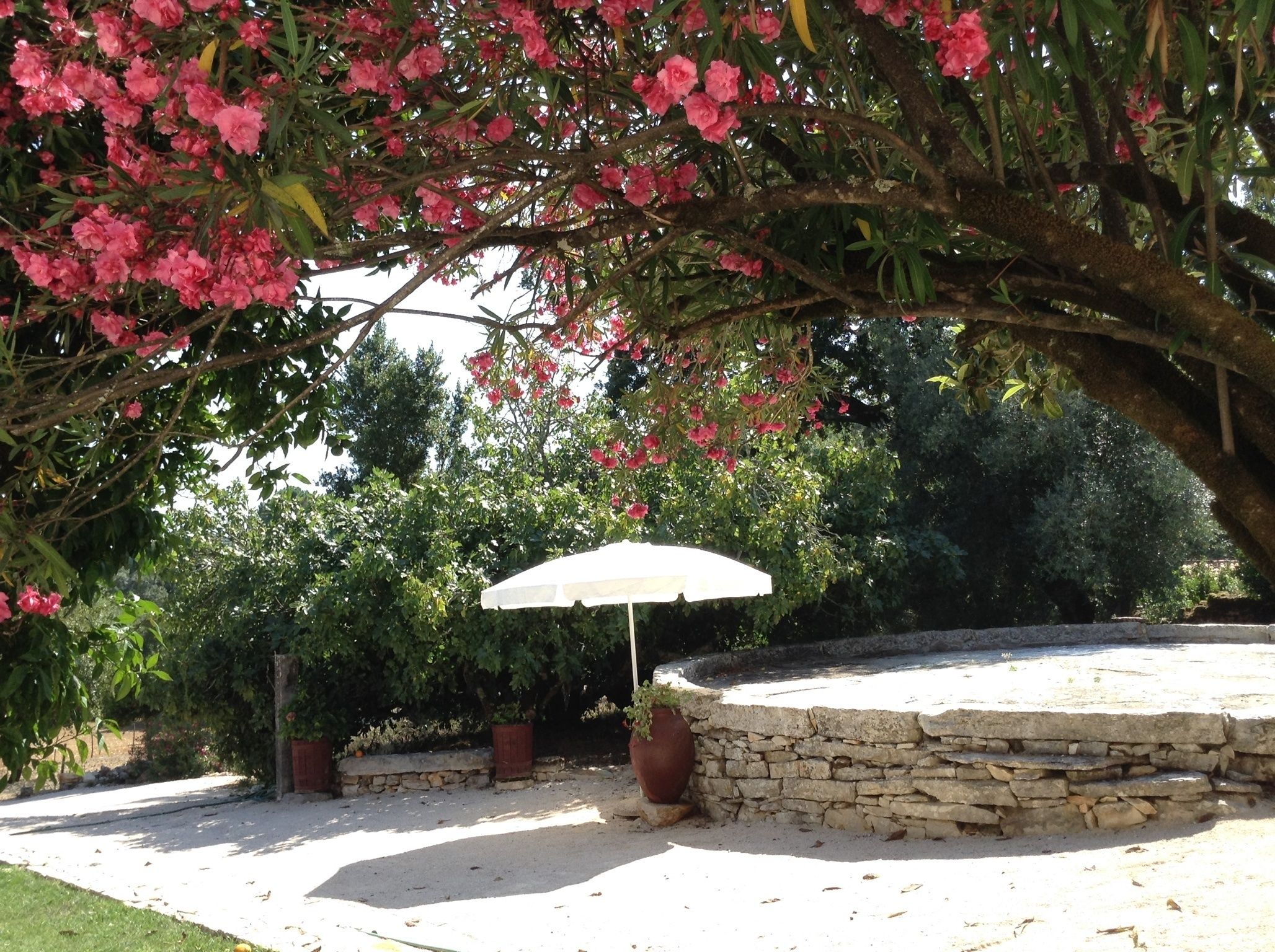 Un patio de piedra con una sombrilla blanca, rodeado de abundante follaje y árboles florecientes.