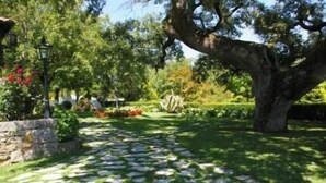 A stone pathway leading through a lush garden with a large tree and various plants. - Otium Country House (Ansiao)