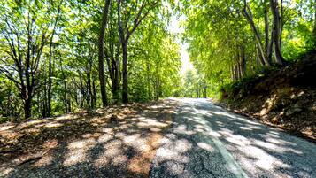 Una carretera bordeada de árboles, con un arcén de grava.