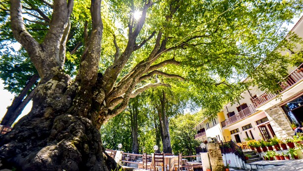 A tree-lined street with a building featuring balconies and potted plants. - Hani Zisi Hotel (Volos)