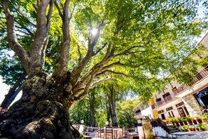 A tree-lined street with a building featuring balconies and potted plants. - Hani Zisi Hotel (Volos)