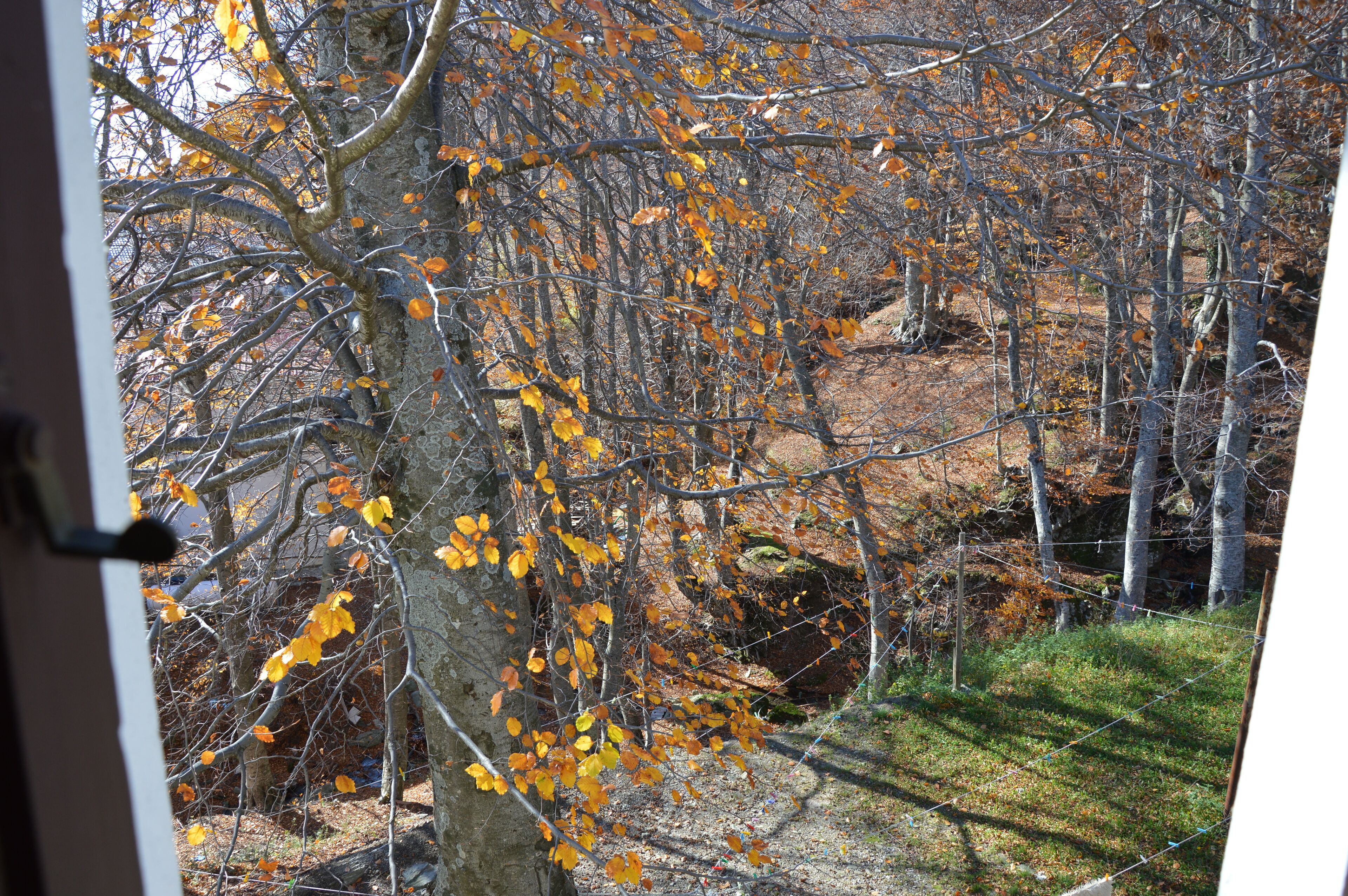 economy double or twin room | mountain view