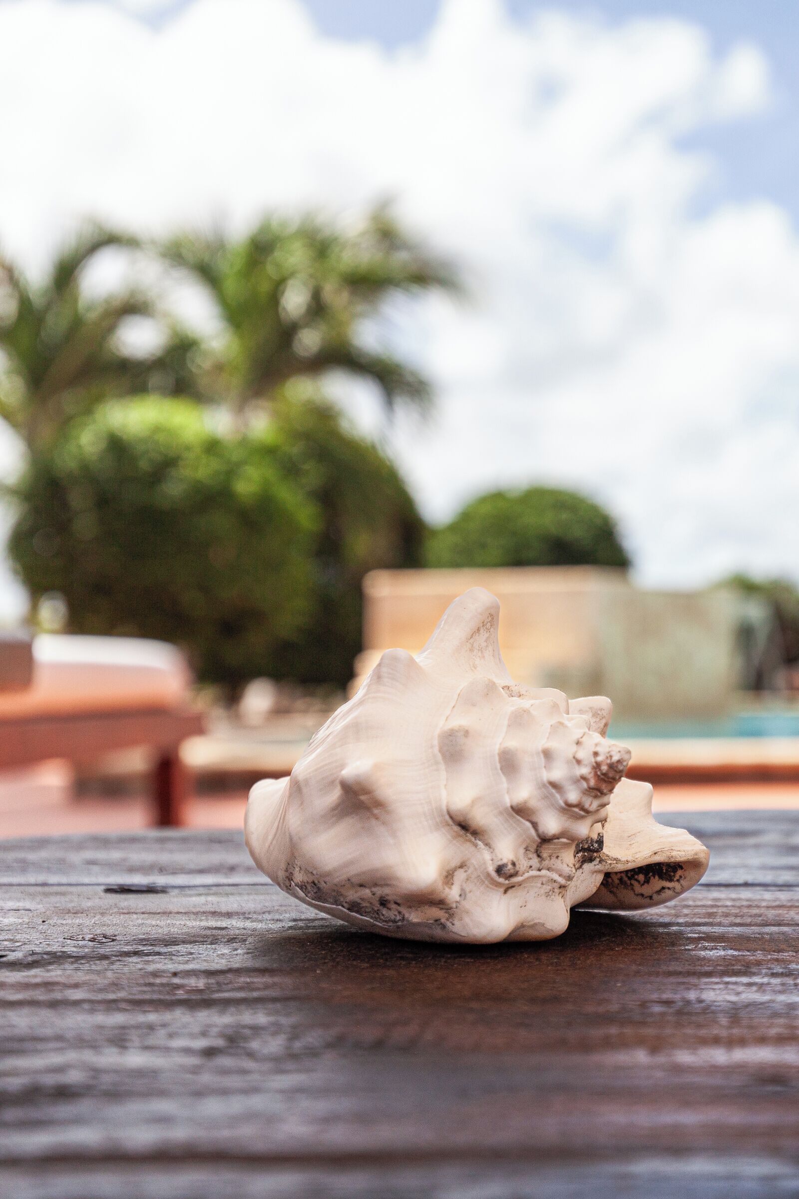 Un coquillage sur une surface en bois, avec un arrière-plan flou représentant une piscine et des palmiers.