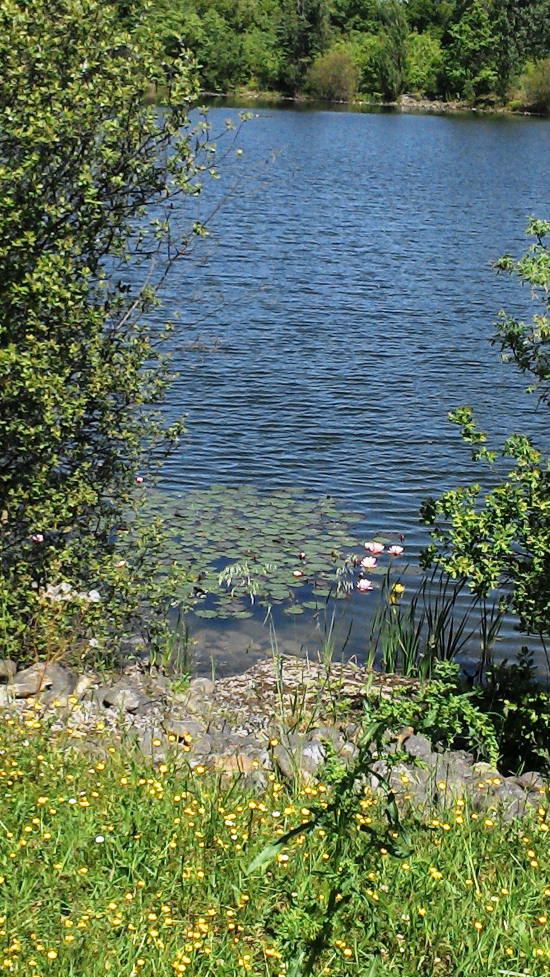 A calm lake surrounded by lush greenery and a rocky shoreline with wildflowers.