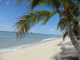 A beach with a palm tree and a clear view of the ocean.